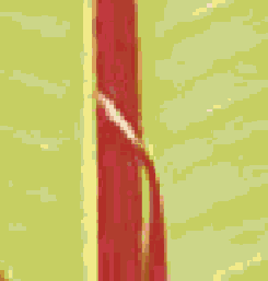    Adobe PDF