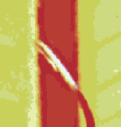    Adobe PDF