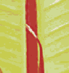    Adobe PDF